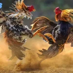Đá Gà C3 Tại Bet88 - Thỏa Mãn Đam Mê, Kiếm Tiền Khủng